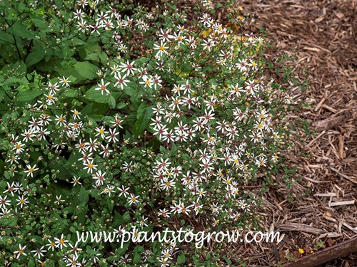 'Raiche White Woodland Aster'